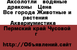 Аксолотли / водяные драконы › Цена ­ 500 - Все города Животные и растения » Аквариумистика   . Пермский край,Чусовой г.